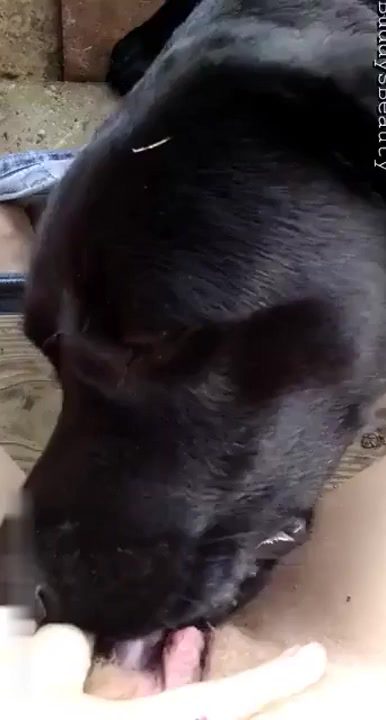 Amateur dog lick beastiality