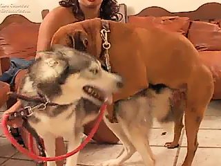 Gay dogs in free beastiality porn