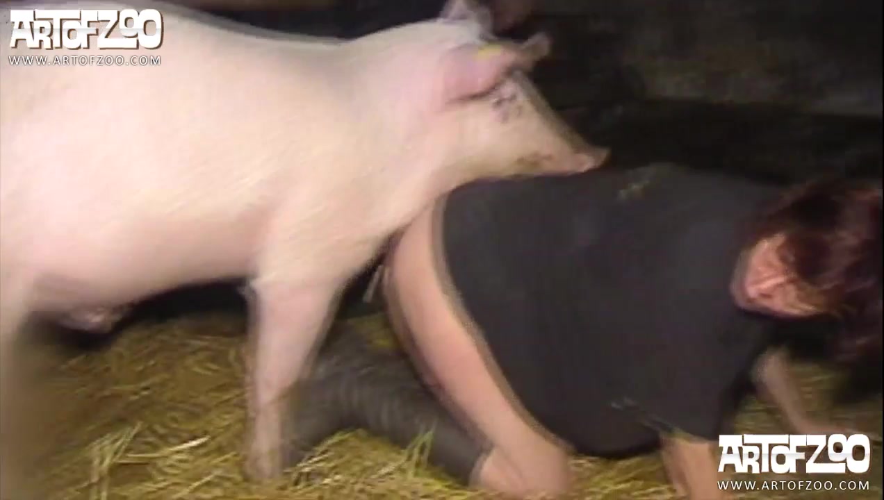 Animal creampie compilation
