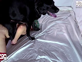Dog knot video