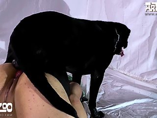 Dog knot video