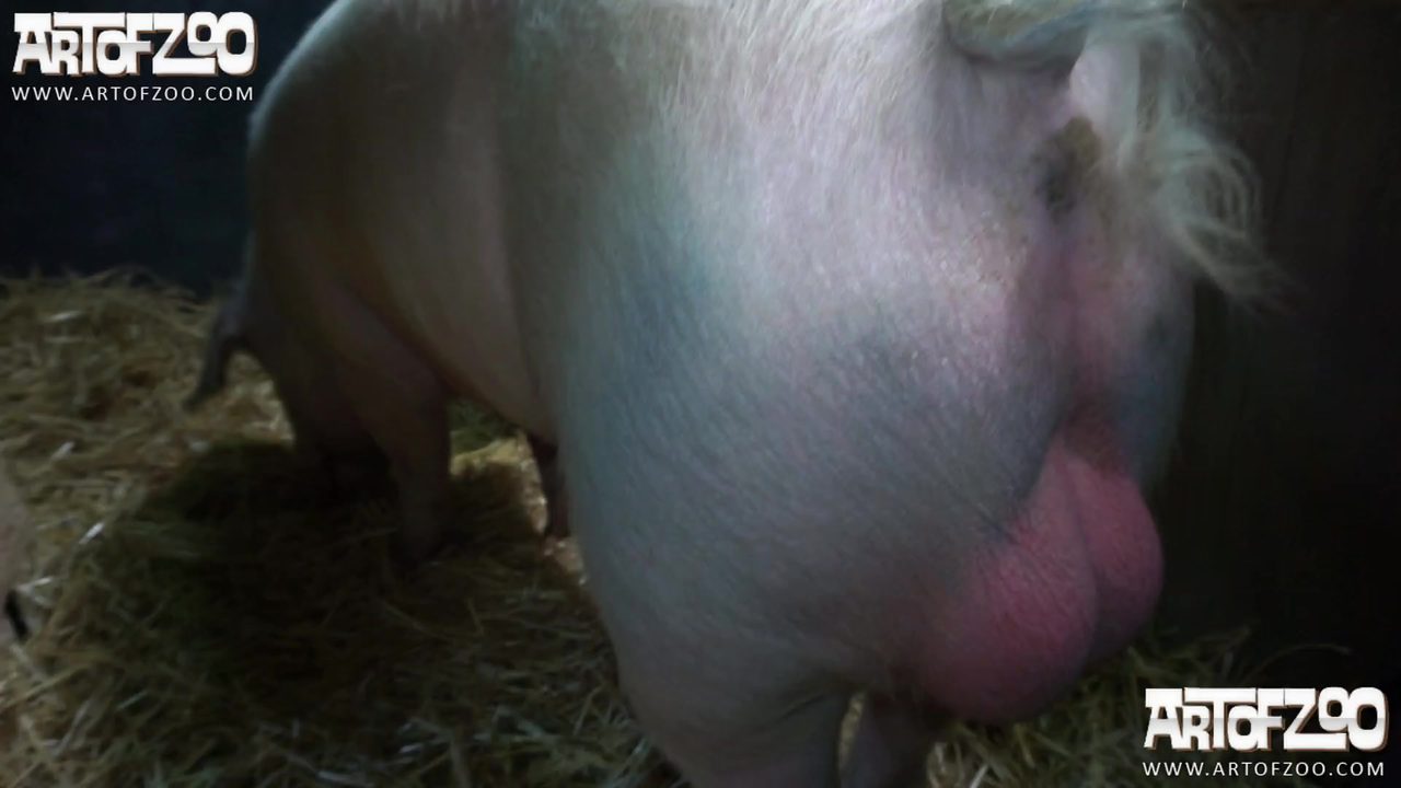 Pig fuck girl at the barn