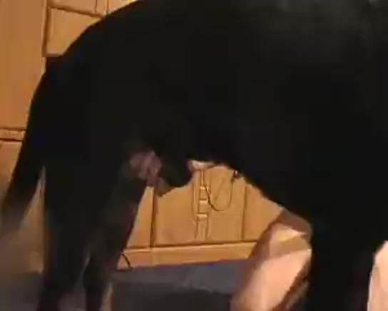 Dog and Man